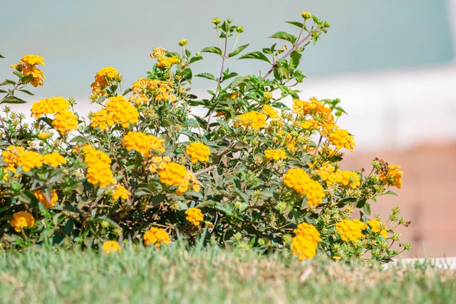 Flores dos jardins